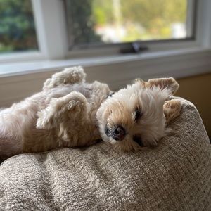 Meet your Posher, Pj